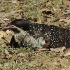 Eudynamys orientalis at Conder, ACT - 12 Jan 2017