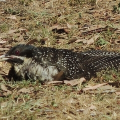 Eudynamys orientalis at Conder, ACT - 12 Jan 2017 04:00 PM