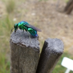 Stilbum cyanurum (Large Cuckoo Wasp) at Molonglo Valley, ACT - 26 Feb 2015 by AndyRussell