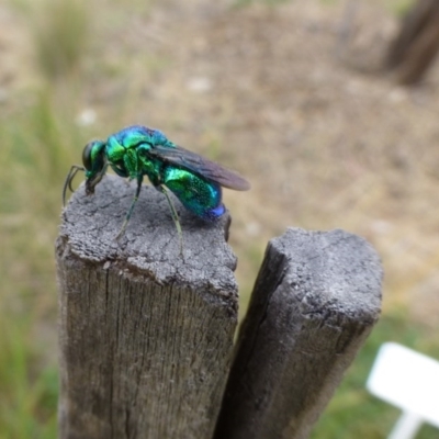 Stilbum cyanurum (Large Cuckoo Wasp) at Molonglo Valley, ACT - 26 Feb 2015 by AndyRussell