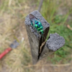 Stilbum cyanurum at Sth Tablelands Ecosystem Park - 26 Feb 2015