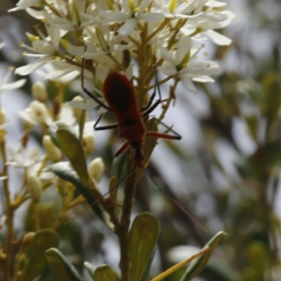 Gminatus australis (Orange assassin bug) at Uriarra Recreation Reserve - 13 Jan 2017 by ibaird