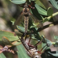 Zosteria sp. (genus) (Common brown robber fly) at Cotter River, ACT - 14 Jan 2017 by HarveyPerkins