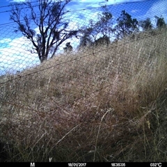 Unverified at Mulligans Flat - 18 Jan 2017 by MulligansFlat1