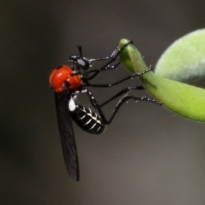 Cabasa pulchella at Cotter River, ACT - 15 Jan 2017