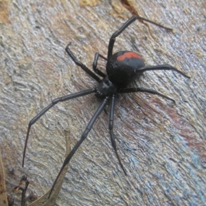 Latrodectus hasselti at Kambah, ACT - 18 Jan 2017