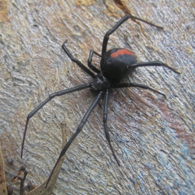 Latrodectus hasselti (Redback Spider) at Kambah, ACT - 18 Jan 2017 by MatthewFrawley