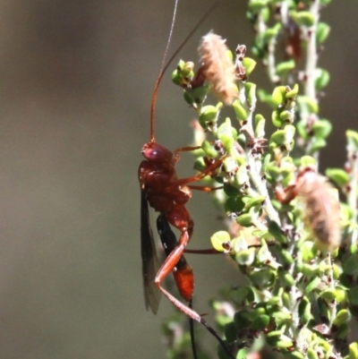 Lissopimpla excelsa (Orchid dupe wasp, Dusky-winged Ichneumonid) at Namadgi National Park - 15 Jan 2017 by HarveyPerkins