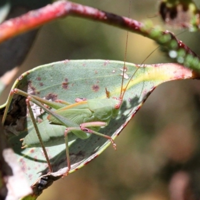 Caedicia sp. (genus) (Katydid) at Namadgi National Park - 15 Jan 2017 by HarveyPerkins