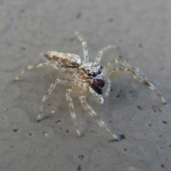 Helpis minitabunda (Threatening jumping spider) at Kambah, ACT - 3 Feb 2009 by HarveyPerkins
