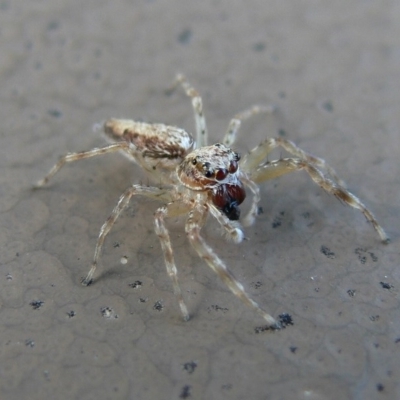 Helpis minitabunda (Threatening jumping spider) at Kambah, ACT - 3 Feb 2009 by HarveyPerkins