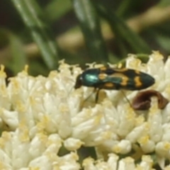 Castiarina flavopicta (Flavopicta jewel beetle) at Blue Range - 13 Jan 2017 by ibaird