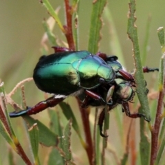 Repsimus manicatus montanus at Paddys River, ACT - 13 Jan 2017 10:25 AM