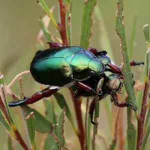 Repsimus manicatus montanus at Paddys River, ACT - 13 Jan 2017 10:25 AM