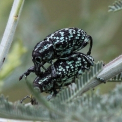 Chrysolopus spectabilis (Botany Bay Weevil) at Paddys River, ACT - 12 Jan 2017 by HarveyPerkins