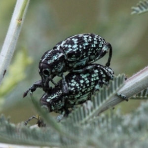 Chrysolopus spectabilis at Paddys River, ACT - 13 Jan 2017