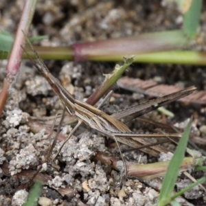 Acrida conica at Paddys River, ACT - 13 Jan 2017 10:11 AM