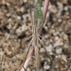 Acrida conica at Paddys River, ACT - 13 Jan 2017 10:11 AM