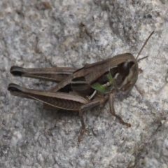 Praxibulus sp. (genus) (A grasshopper) at Paddys River, ACT - 12 Jan 2017 by HarveyPerkins
