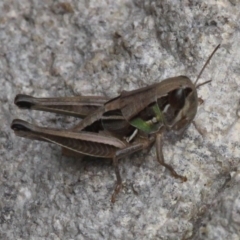 Praxibulus sp. (genus) (A grasshopper) at Paddys River, ACT - 13 Jan 2017 by HarveyPerkins