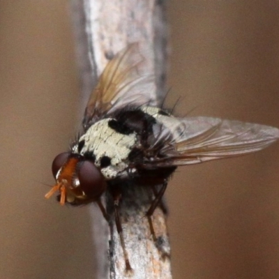 Metaphryno bella (Bristle fly) at Namadgi National Park - 13 Jan 2017 by HarveyPerkins