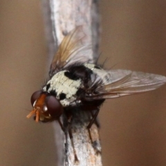Metaphryno bella (Bristle fly) at Paddys River, ACT - 13 Jan 2017 by HarveyPerkins
