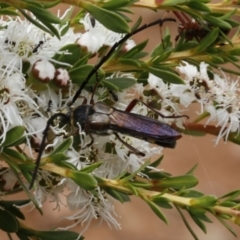 Hesthesis cingulatus (Wasp-mimic longicorn) at Blue Range - 13 Jan 2017 by ibaird