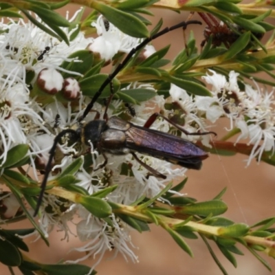 Hesthesis cingulatus (Wasp-mimic longicorn) at Blue Range - 13 Jan 2017 by ibaird