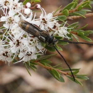 Hesthesis cingulatus at Coree, ACT - 13 Jan 2017