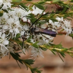 Hesthesis cingulatus at Coree, ACT - 13 Jan 2017