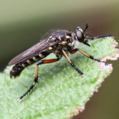 Thereutria amaraca (Spine-legged Robber Fly) at Gibraltar Pines - 13 Jan 2017 by HarveyPerkins