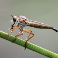 Cerdistus sp. (genus) (Yellow Slender Robber Fly) at Paddys River, ACT - 13 Jan 2017 by HarveyPerkins