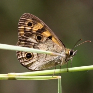 Heteronympha cordace at Paddys River, ACT - 13 Jan 2017 12:25 PM