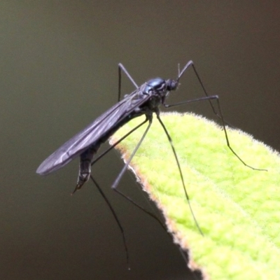 Tipulidae or Limoniidae (family) (Unidentified Crane Fly) at Gibraltar Pines - 13 Jan 2017 by HarveyPerkins