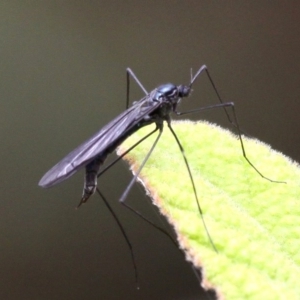 Tipulidae or Limoniidae (family) at Paddys River, ACT - 13 Jan 2017