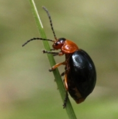 Ellopidia sp. (genus) (Leaf Beetle) at Cotter River, ACT - 13 Jan 2017 by HarveyPerkins