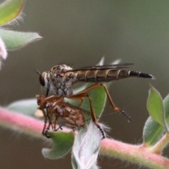 Cerdistus sp. (genus) (Slender Robber Fly) at Cotter River, ACT - 13 Jan 2017 by HarveyPerkins