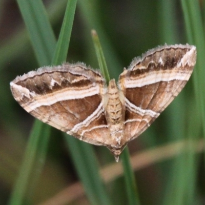 Chrysolarentia conifasciata (Broad-banded Carpet) at Paddys River, ACT - 13 Jan 2017 by HarveyPerkins