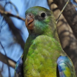 Psephotus haematonotus at Stromlo, ACT - 17 Jan 2017