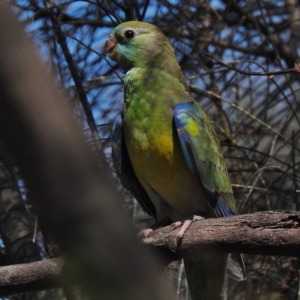 Psephotus haematonotus at Stromlo, ACT - 17 Jan 2017