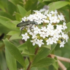 Eleale aspera (Clerid beetle) at Brindabella National Park - 13 Jan 2017 by ibaird