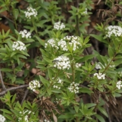 Eleale aspera at Uriarra, NSW - 13 Jan 2017