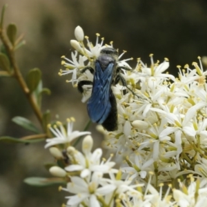 Austroscolia soror at Stromlo, ACT - 13 Jan 2017