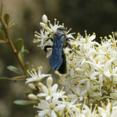 Austroscolia soror (Blue Flower Wasp) at Stromlo, ACT - 13 Jan 2017 by ibaird