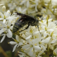 Austroscolia soror at Stromlo, ACT - 13 Jan 2017 12:00 PM