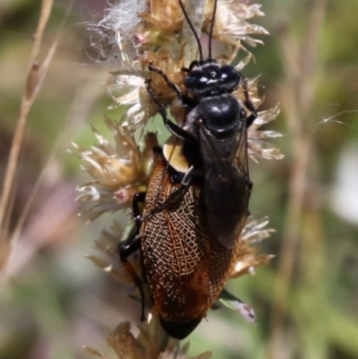 Ellipsidion australe (Austral Ellipsidion cockroach) at Mount Ainslie to Black Mountain - 3 Dec 2015 by HarveyPerkins