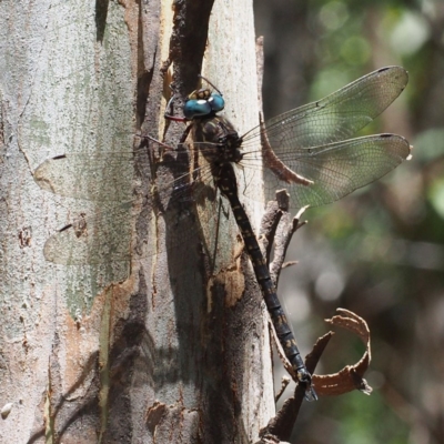 Austroaeschna multipunctata (Multi-spotted Darner) at Paddys River, ACT - 15 Jan 2017 by David