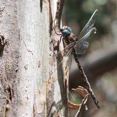 Austroaeschna multipunctata at Paddys River, ACT - 15 Jan 2017 12:51 PM