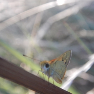 Ocybadistes walkeri (Green Grass-dart) at Curtin, ACT - 17 Jan 2017 by MichaelMulvaney