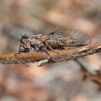 Atrapsalta furcilla (Southern Mountain Squeaker) at Tidbinbilla Nature Reserve - 15 Jan 2017 by David